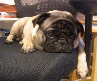 cute pug dog on chair