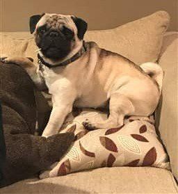 pug-dog-posing