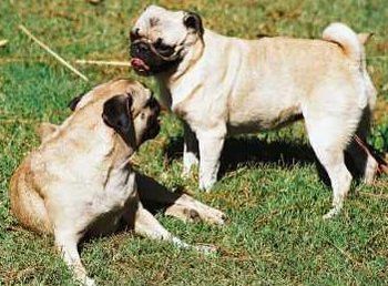 Two Pugs playing
