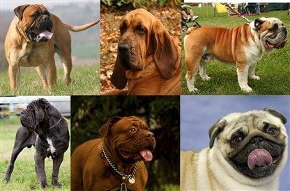 dog-breeds-with-wrinkes 