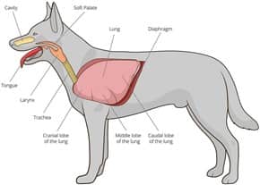 dog-respiratory-system