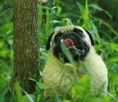 Senior Pug dog outside in forest