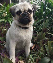 small-pug-in--garden