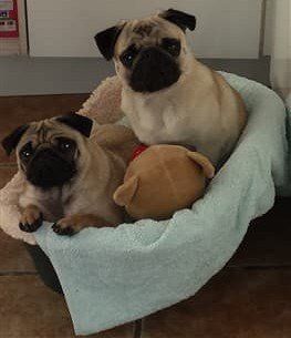 Two Pug dogs in a basket