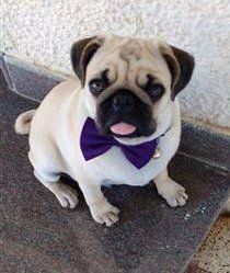 Pug dog from India, wearing bow tie