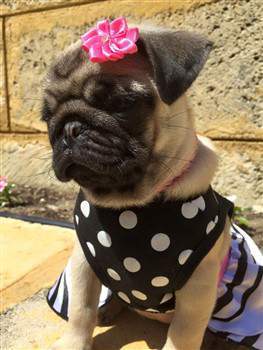 female Pug puppy