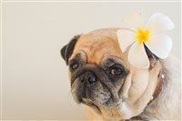 female-pug