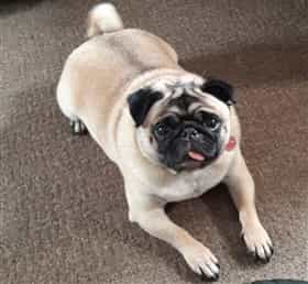 female Pug dog