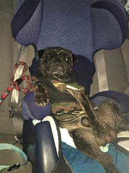 funny photo of Pug in car seat