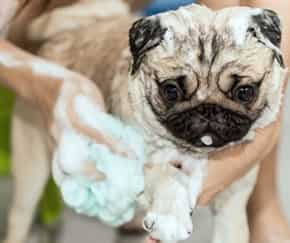 Giving Pug a bath, cleaning the legs