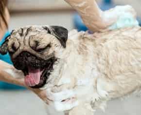 Giving Pug a bath, scrub the body