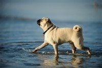 happy-pug-dog-walking-through-water