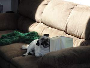 Pug dog reading book