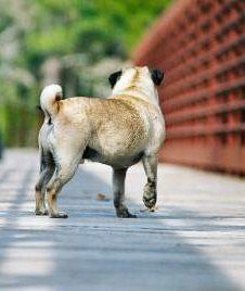 Older Pug dog on bridge