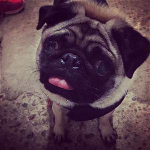 pug olly from UK