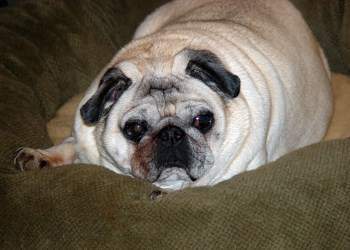 overweight Pug dog