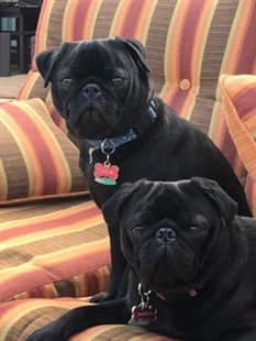 pair of black Pugs
