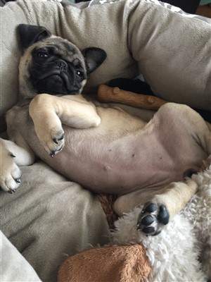 pug dog tummy