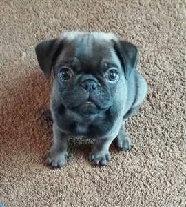 Pug from UK