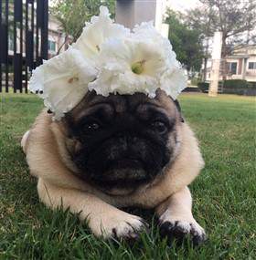 pug with flowers.jpg