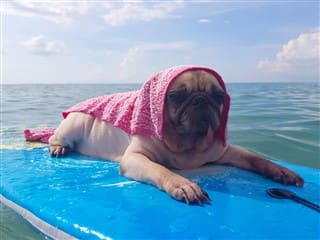 Pug dog staying cool in the summer