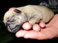 Pug newborn puppy