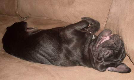 Pug laughing on sofa