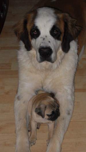 Small Pug with large dog