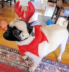 pug-at-christmas-time-