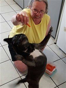 pug-being-fed-carrots-to-lose-weight