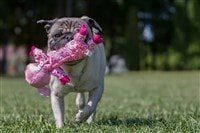 pug-carrying-a-toy