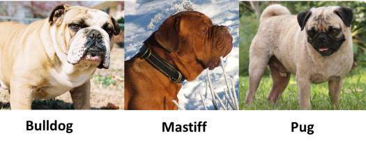 are pugs mastiffs