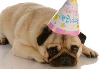 Pug dog with birthday hat