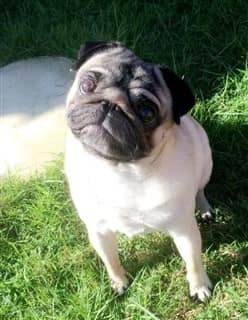 Pug dog with calm face