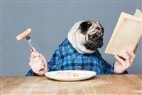 pug-dog-eating-dinner-funny