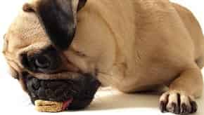pug dog eating food+%28290+x+164%29 min 580w