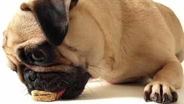 pug dog eating food