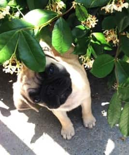 Pug dog hiding in bush