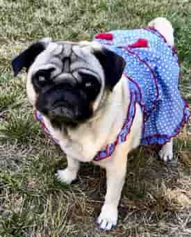 Pug dog in a dress