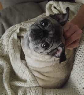 Pug dog looking up