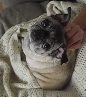 Pug dog looking up
