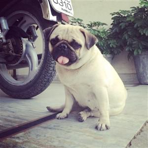 2 year old Pug near motorcycle