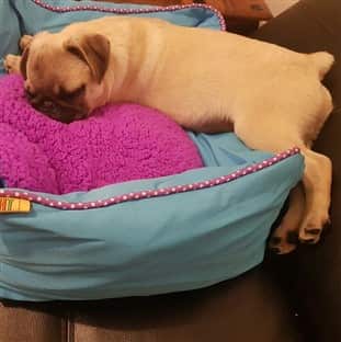 Pug dog sleeping on his dog bed