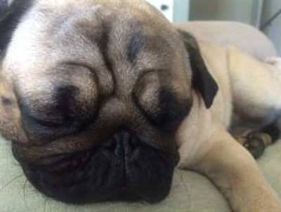 pug dog sleeping
