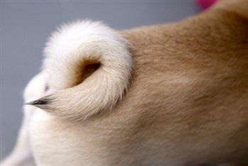 pug-dog-tail-is-curled