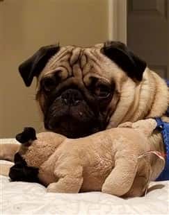 pug-dog-with-pug-stuffed-toy