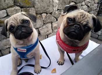 Pug dogs wearing harnesses