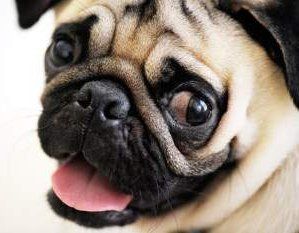 Pug dog with big eyes