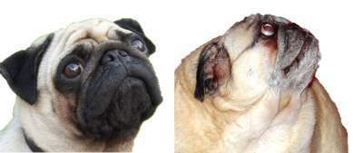 what are pugs called in china