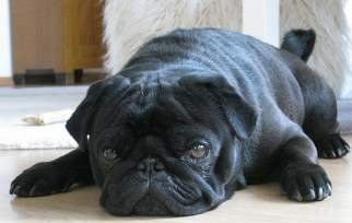 Pug dog with gas